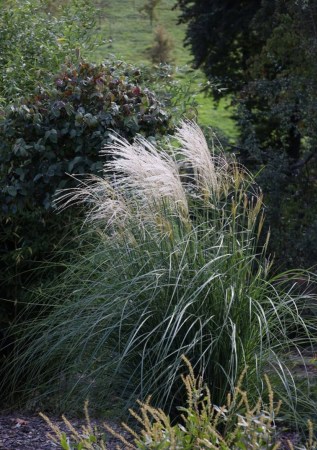 МІСКАНТУС  китайський Vanilla Sky